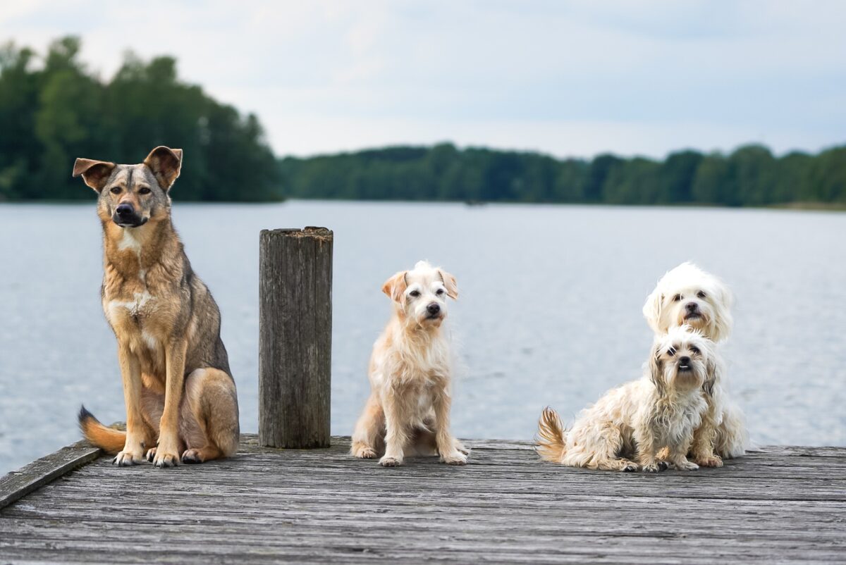 Mit Verständnis Hunde richtig erziehen